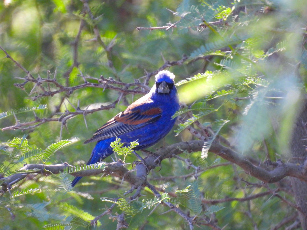 Blue Grosbeak - Javier Carrillo