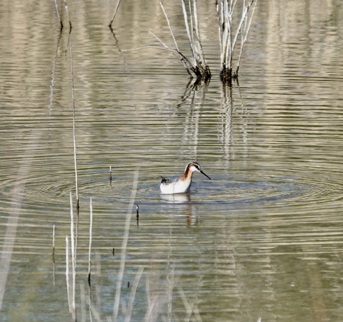 hvithalesvømmesnipe - ML618506219