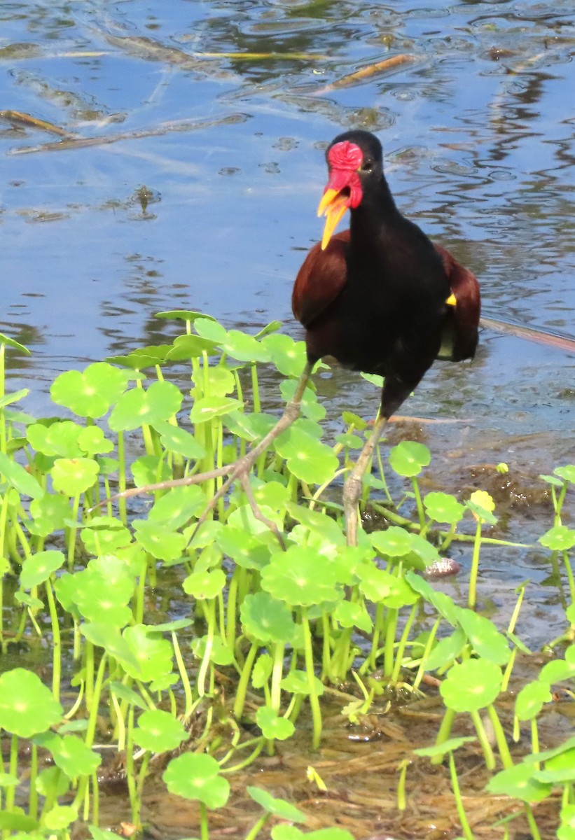 Jacana Suramericana - ML618506221