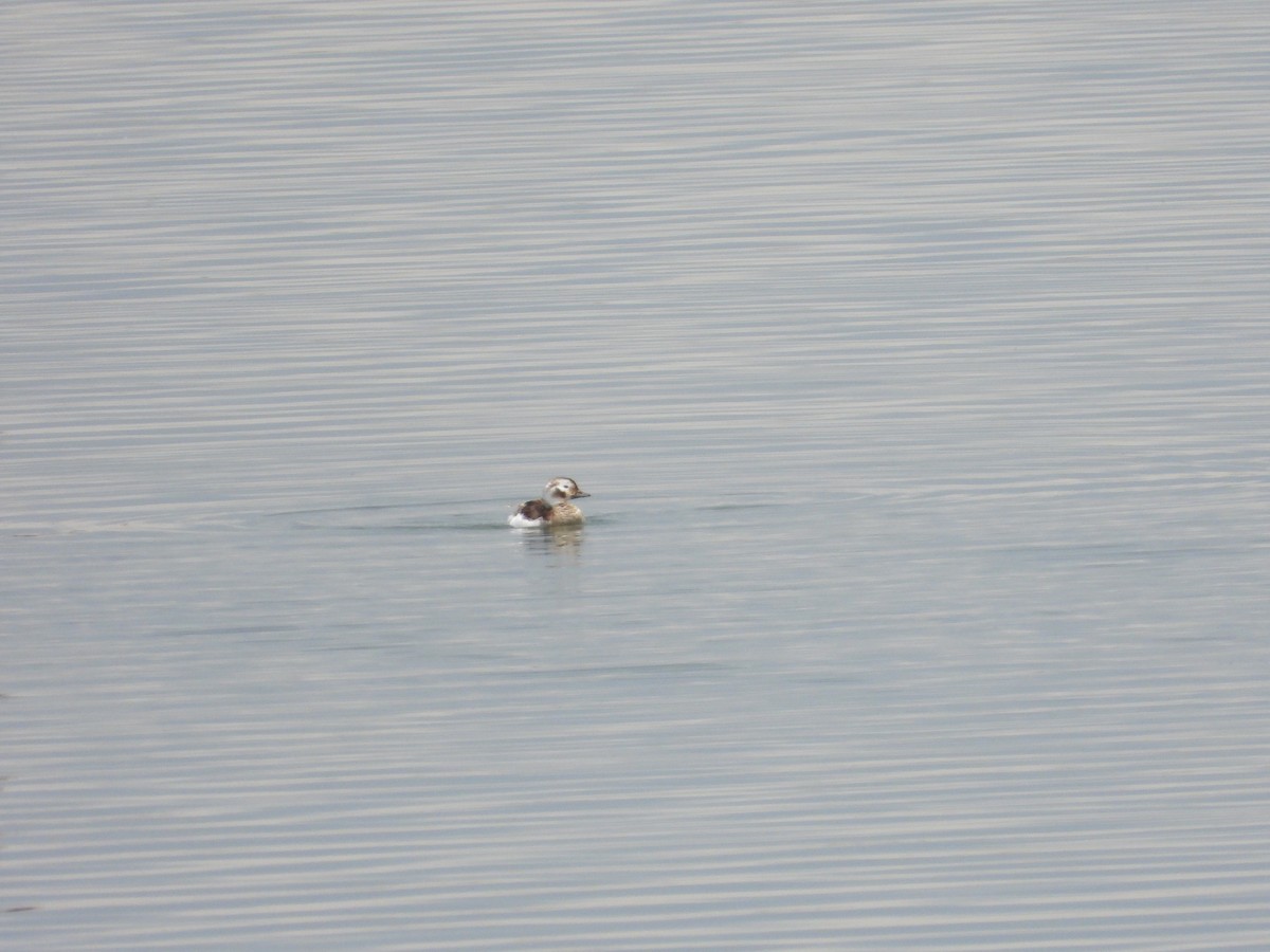 Long-tailed Duck - ML618506223