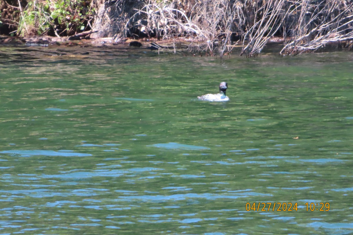 Common Loon - ML618506235