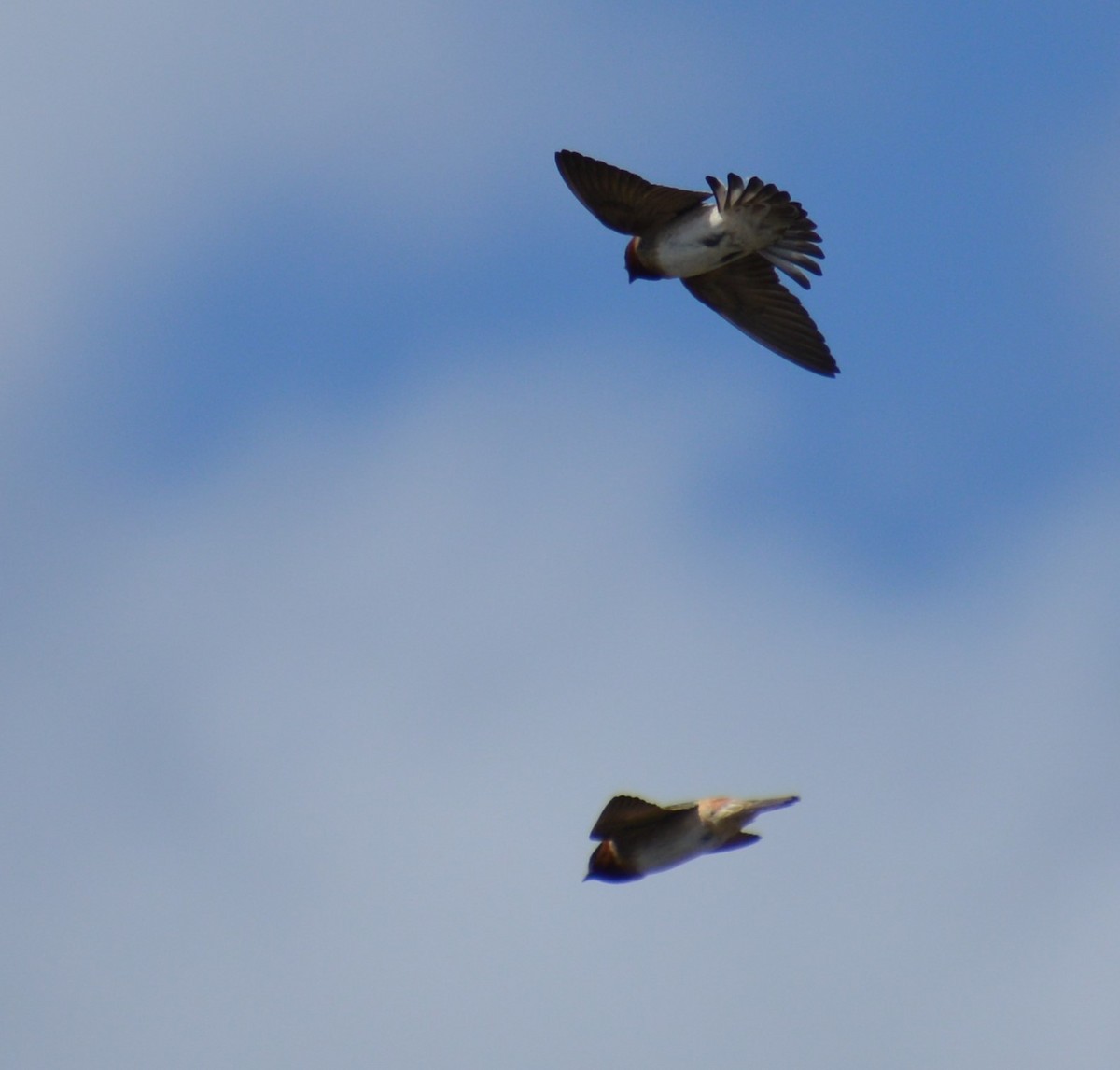 Cliff Swallow - ML618506246