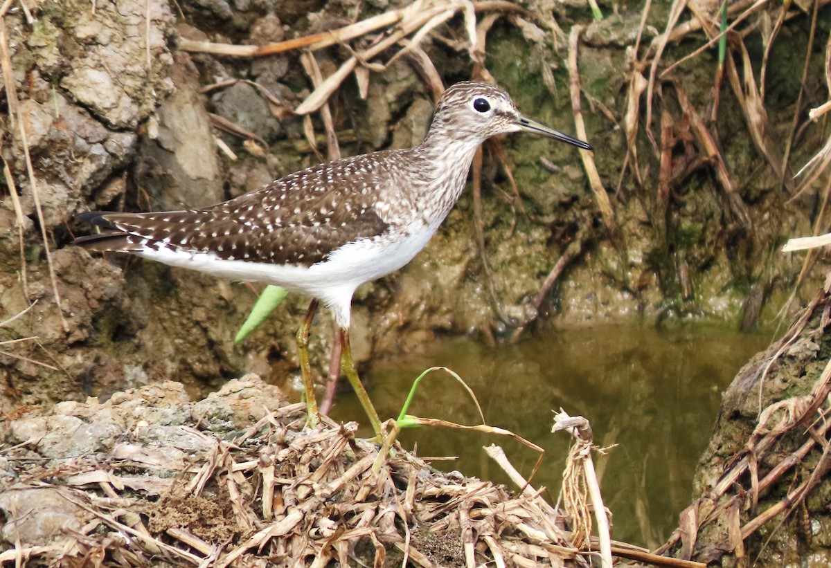 Solitary Sandpiper - ML618506253