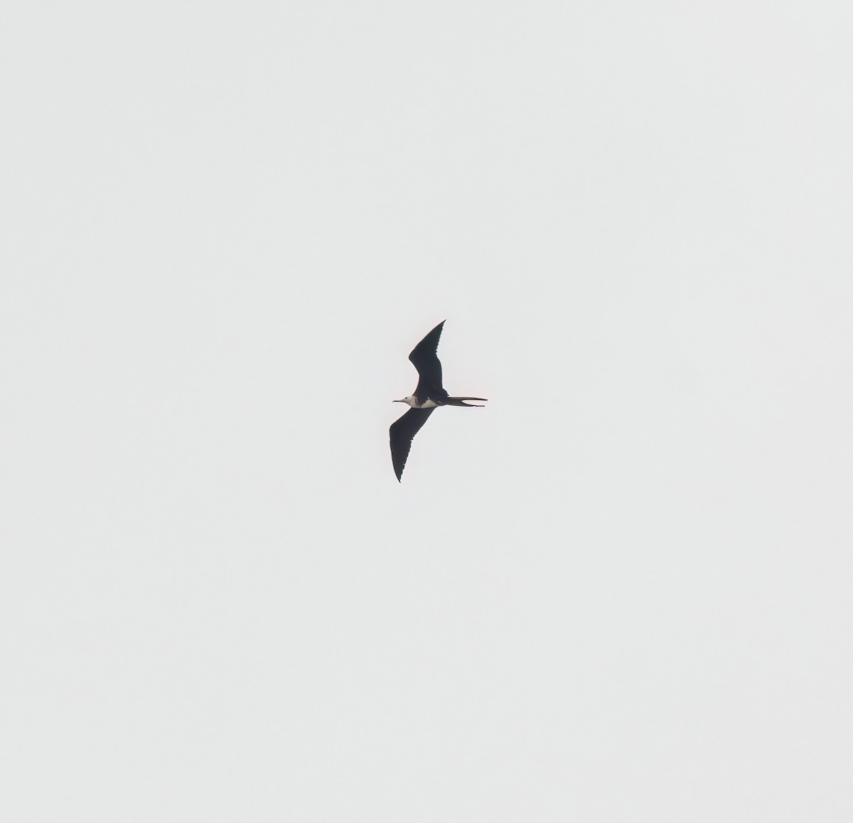 Magnificent Frigatebird - Charlie Plimpton