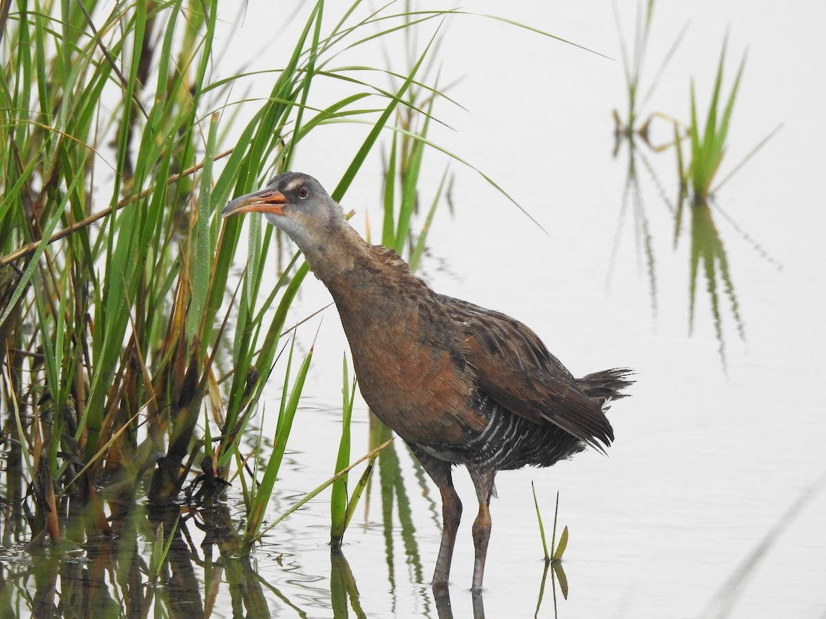 Clapper Rail - ML618506276