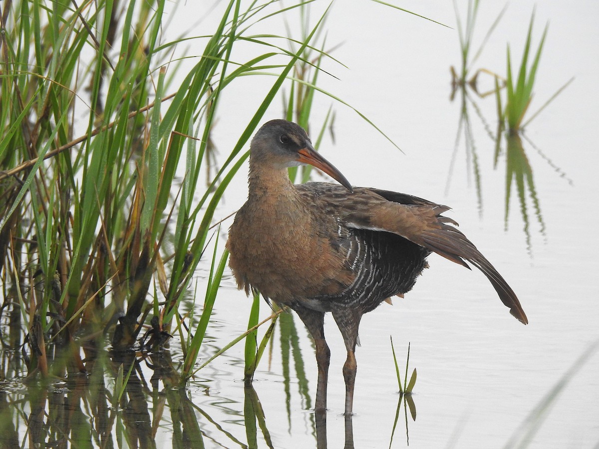 Clapper Rail - ML618506282