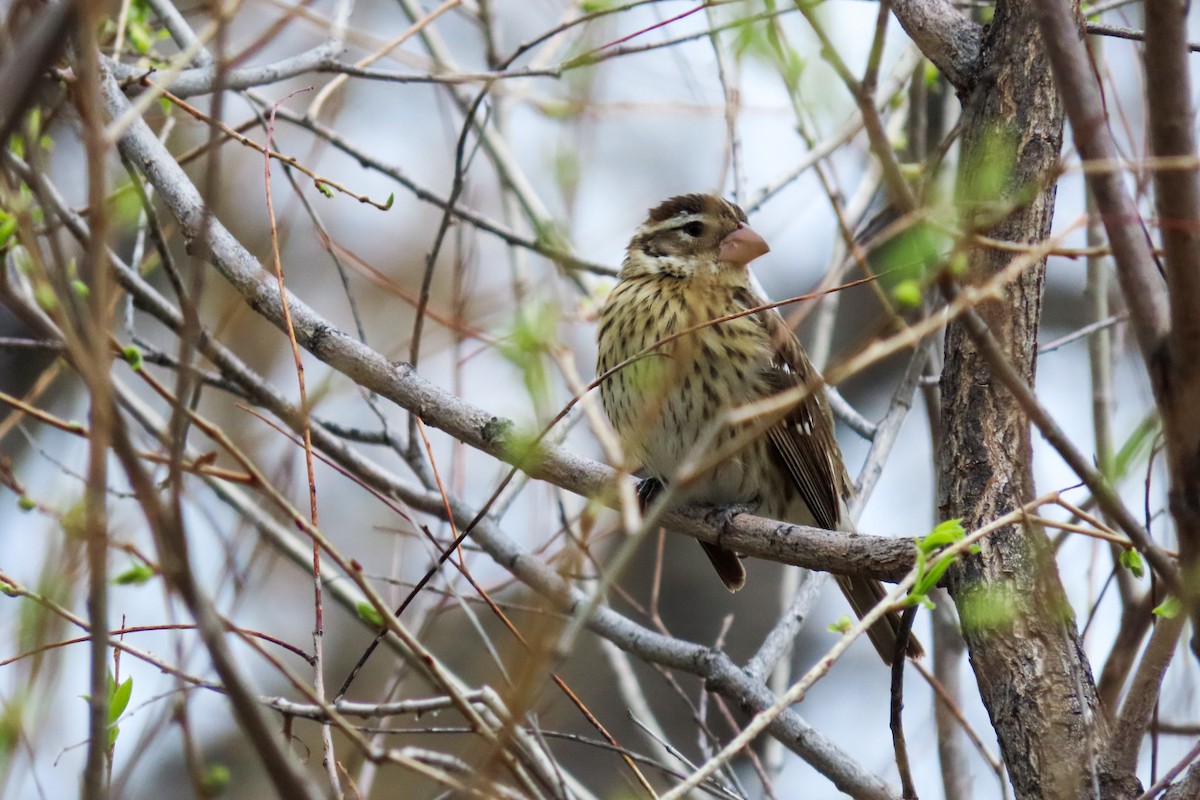 Rose-breasted Grosbeak - ML618506284