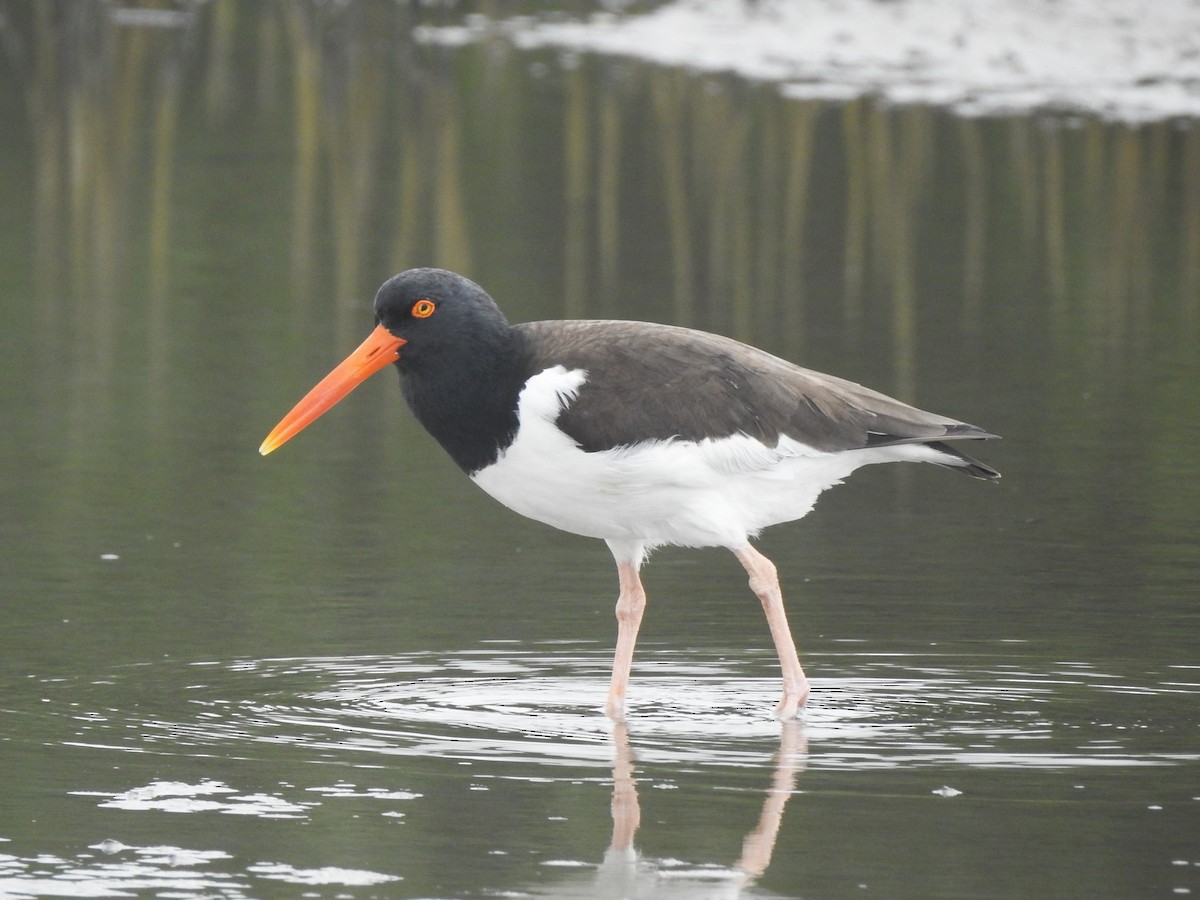 American Oystercatcher - ML618506307