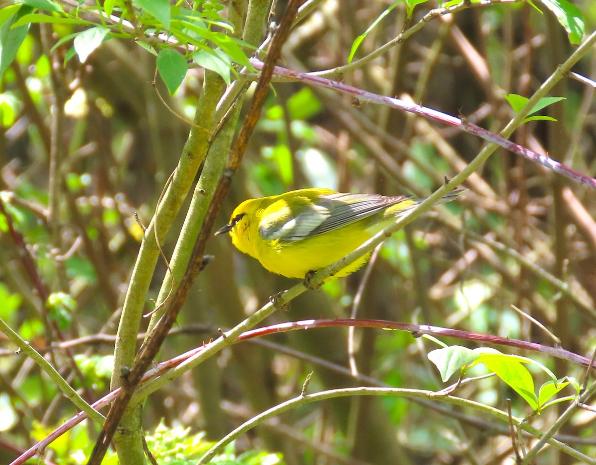 Blue-winged Warbler - ML618506322