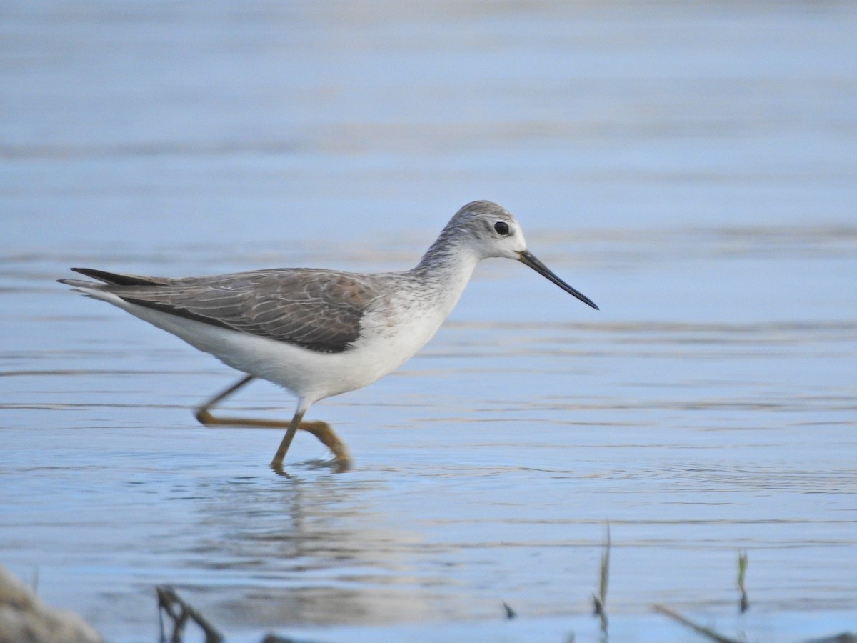 Marsh Sandpiper - Jayendra Rakesh Yeka