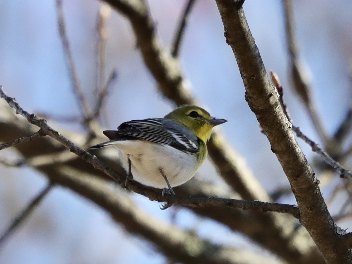 Yellow-throated Vireo - David Wittrock