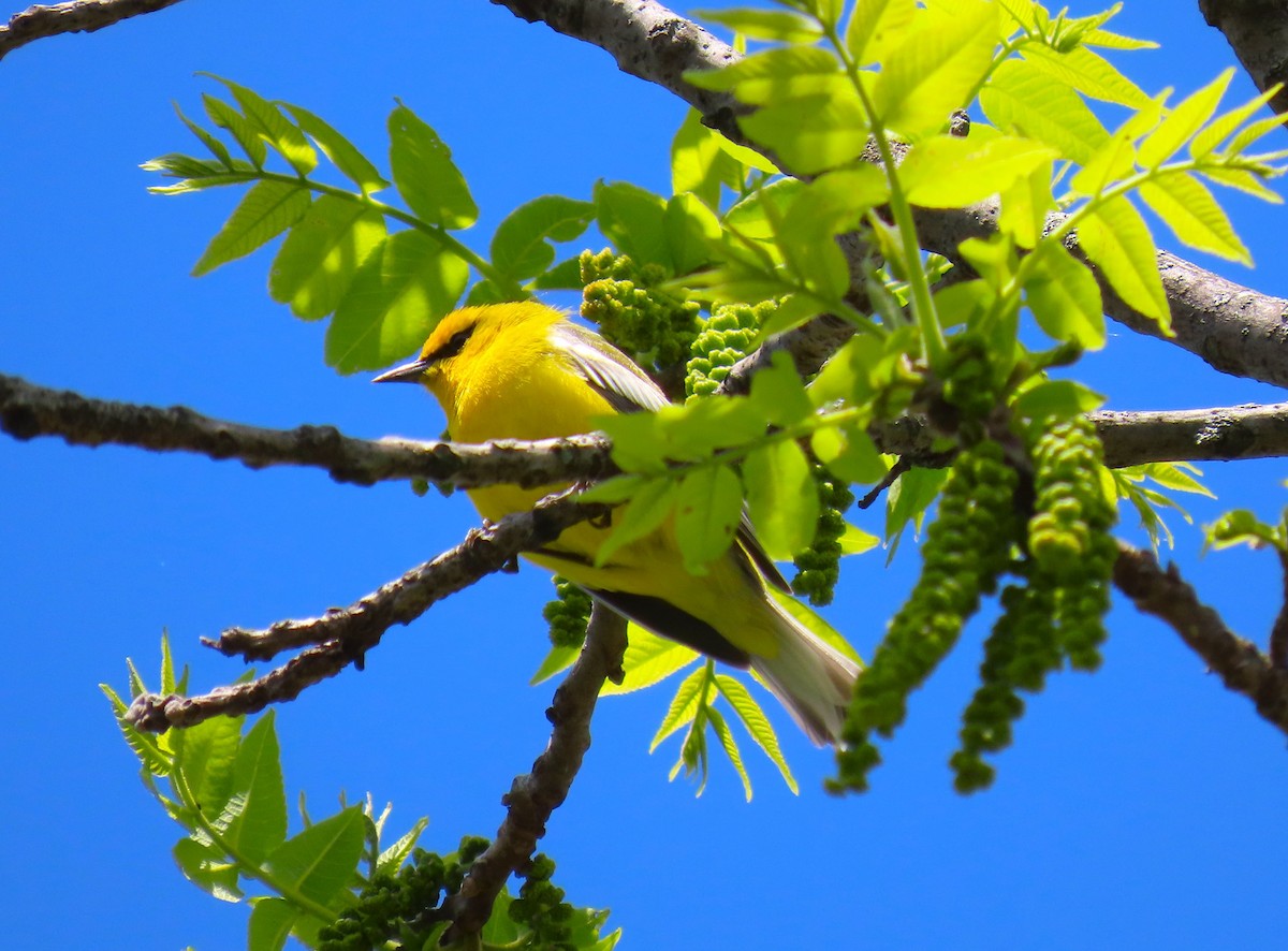 Blue-winged Warbler - Pat Sterbling