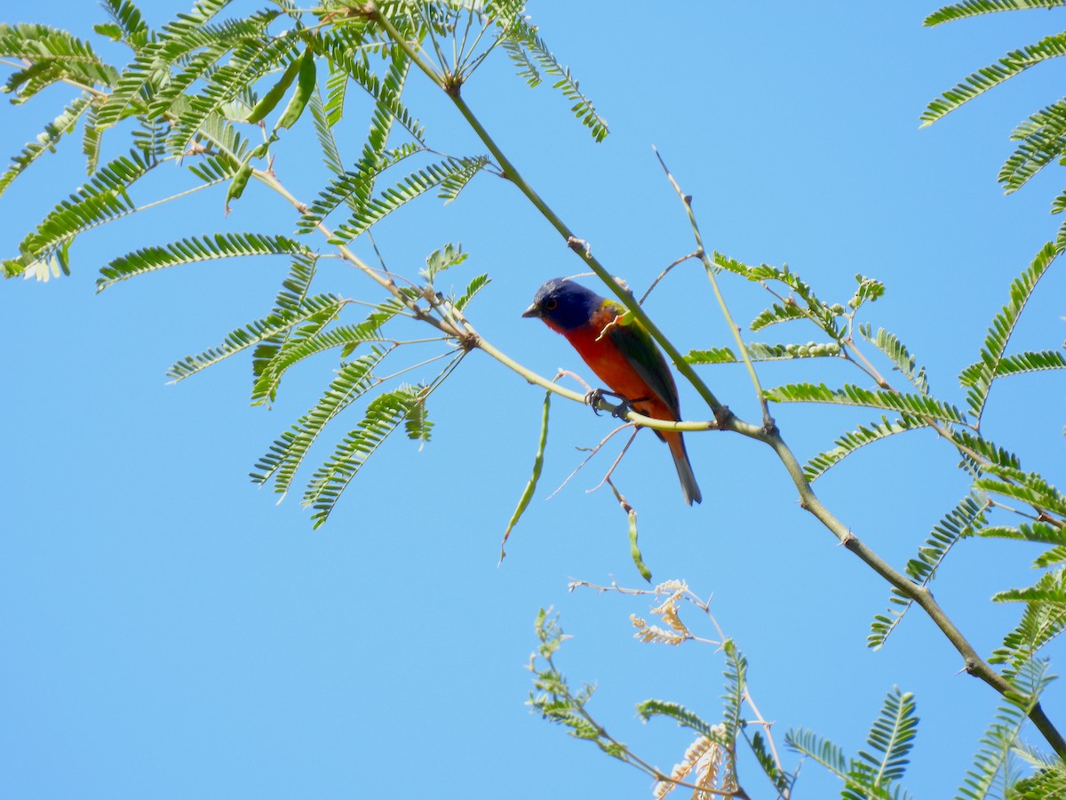 Painted Bunting - Javier Carrillo