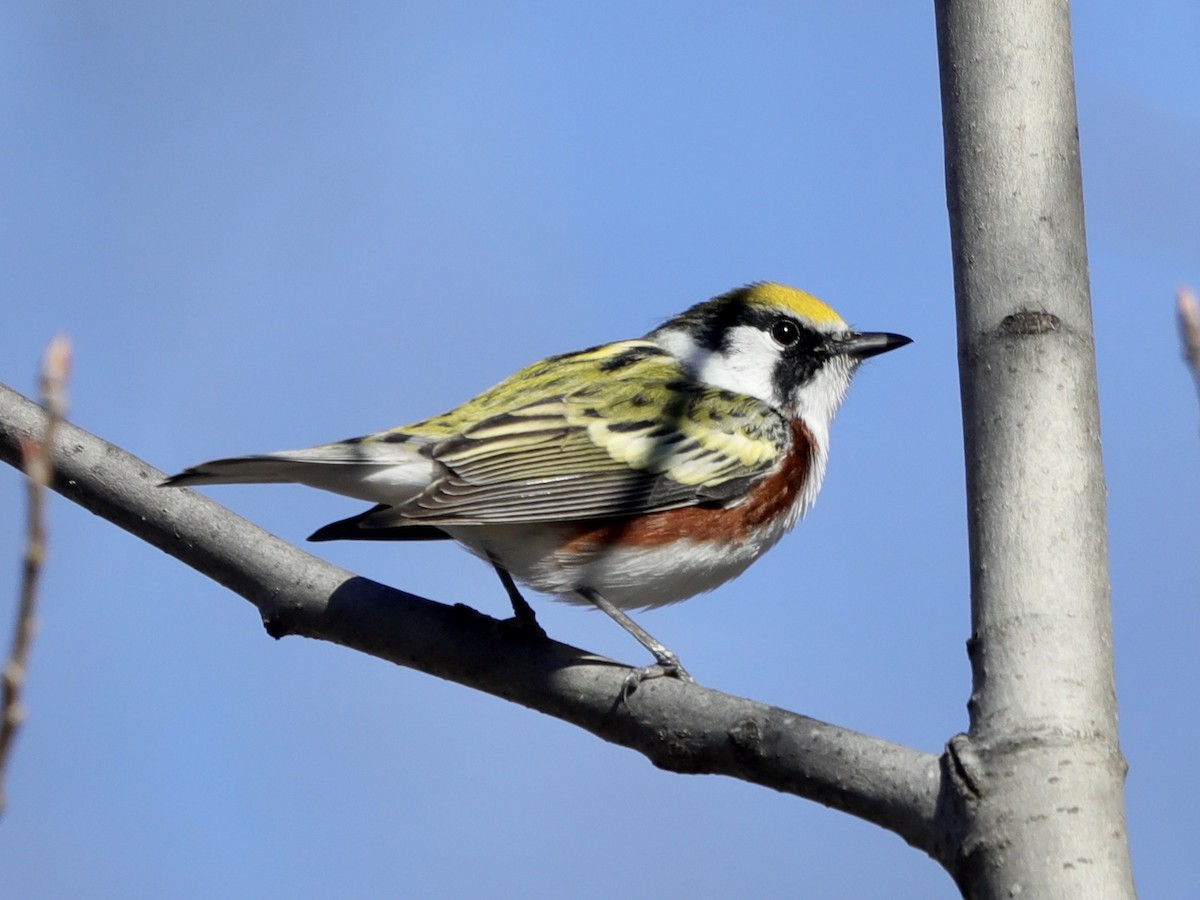 Chestnut-sided Warbler - David Wittrock