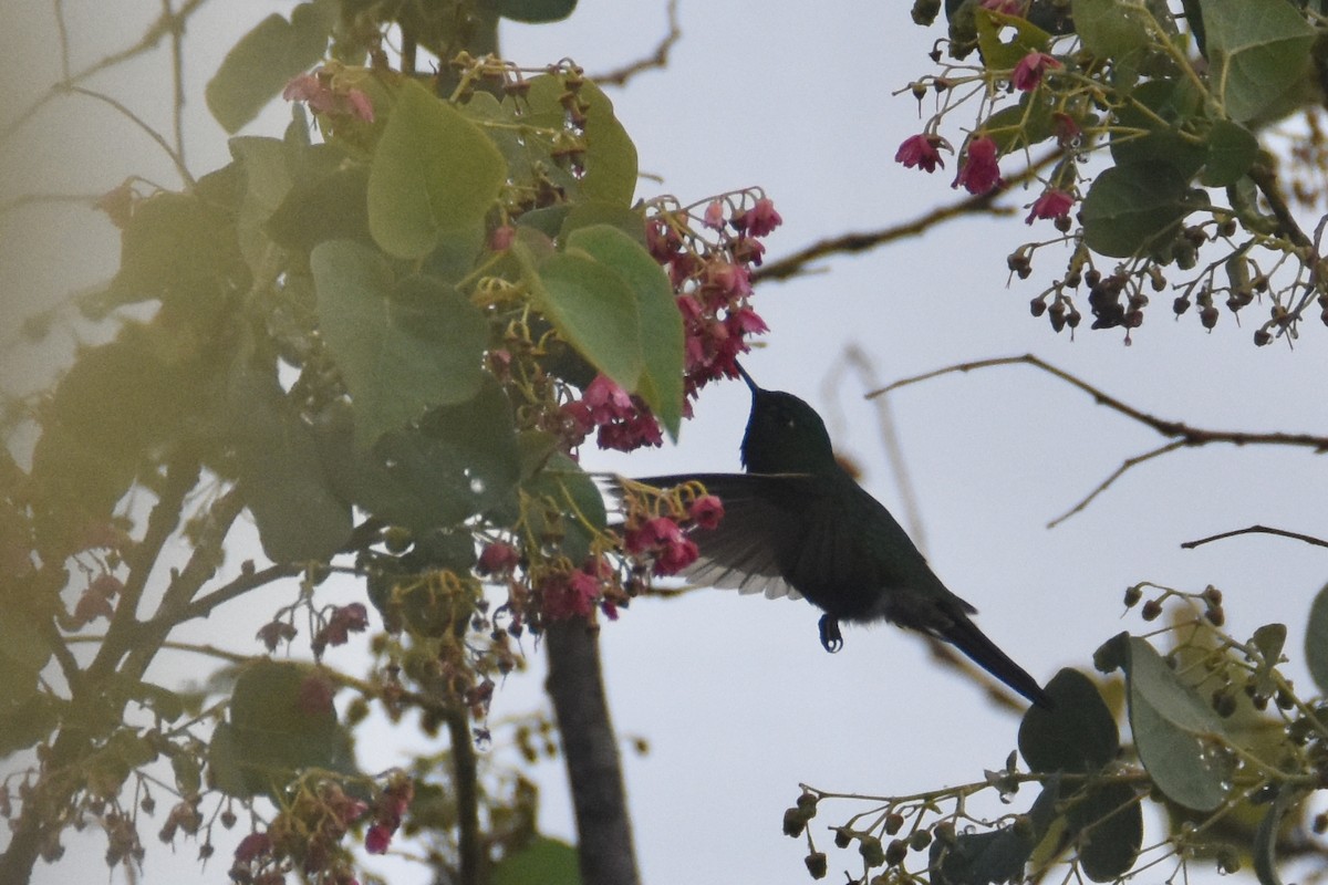 Tyrian Metaltail (Santa Marta) - ML618506398