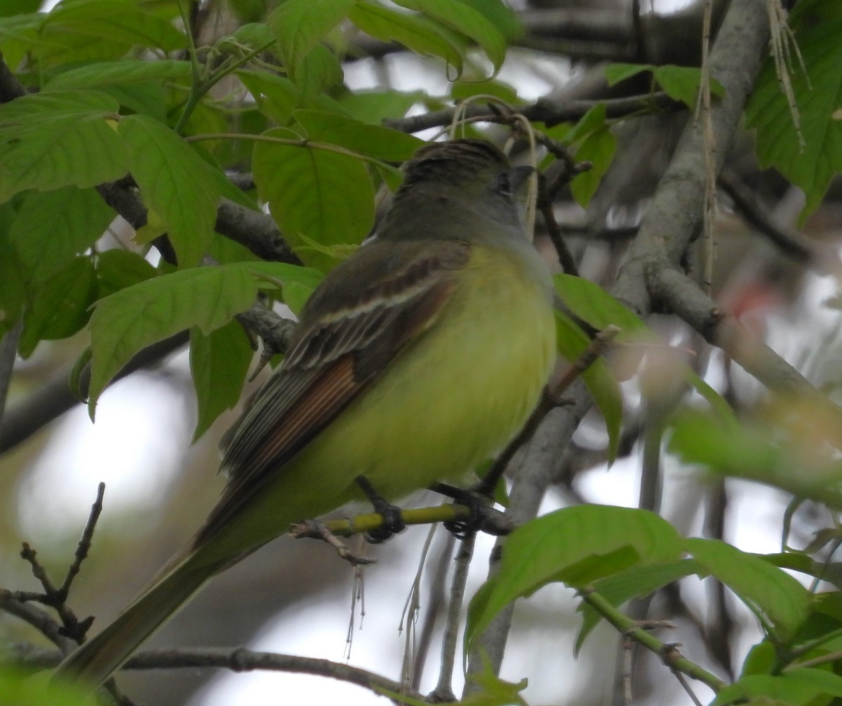 Great Crested Flycatcher - ML618506407