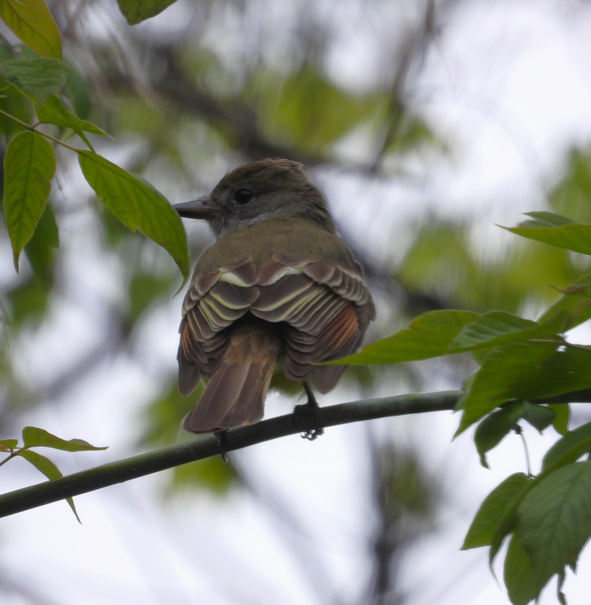 Great Crested Flycatcher - ML618506423