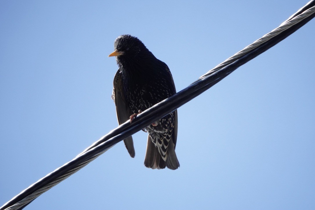 European Starling - ML618506444