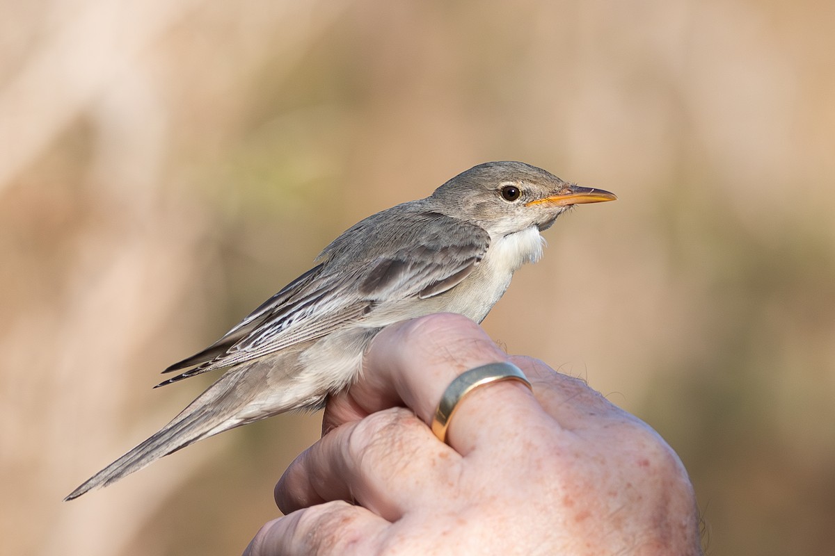 Olive-tree Warbler - Yonatan Gordon