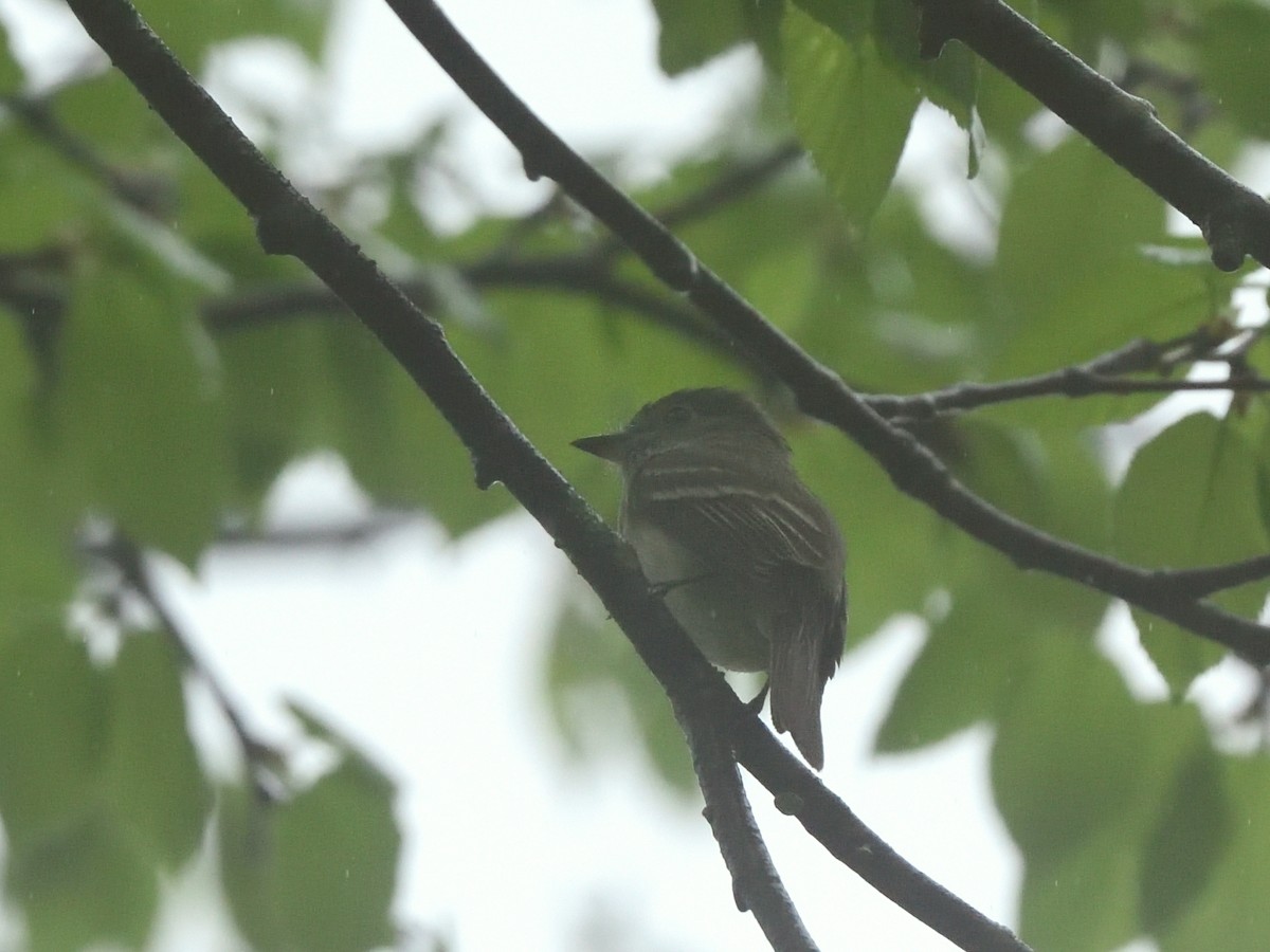 Least Flycatcher - Bob Epperson