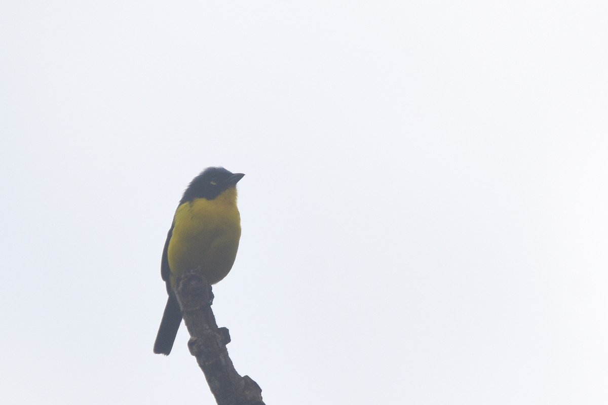Black-cheeked Mountain Tanager - ML618506499
