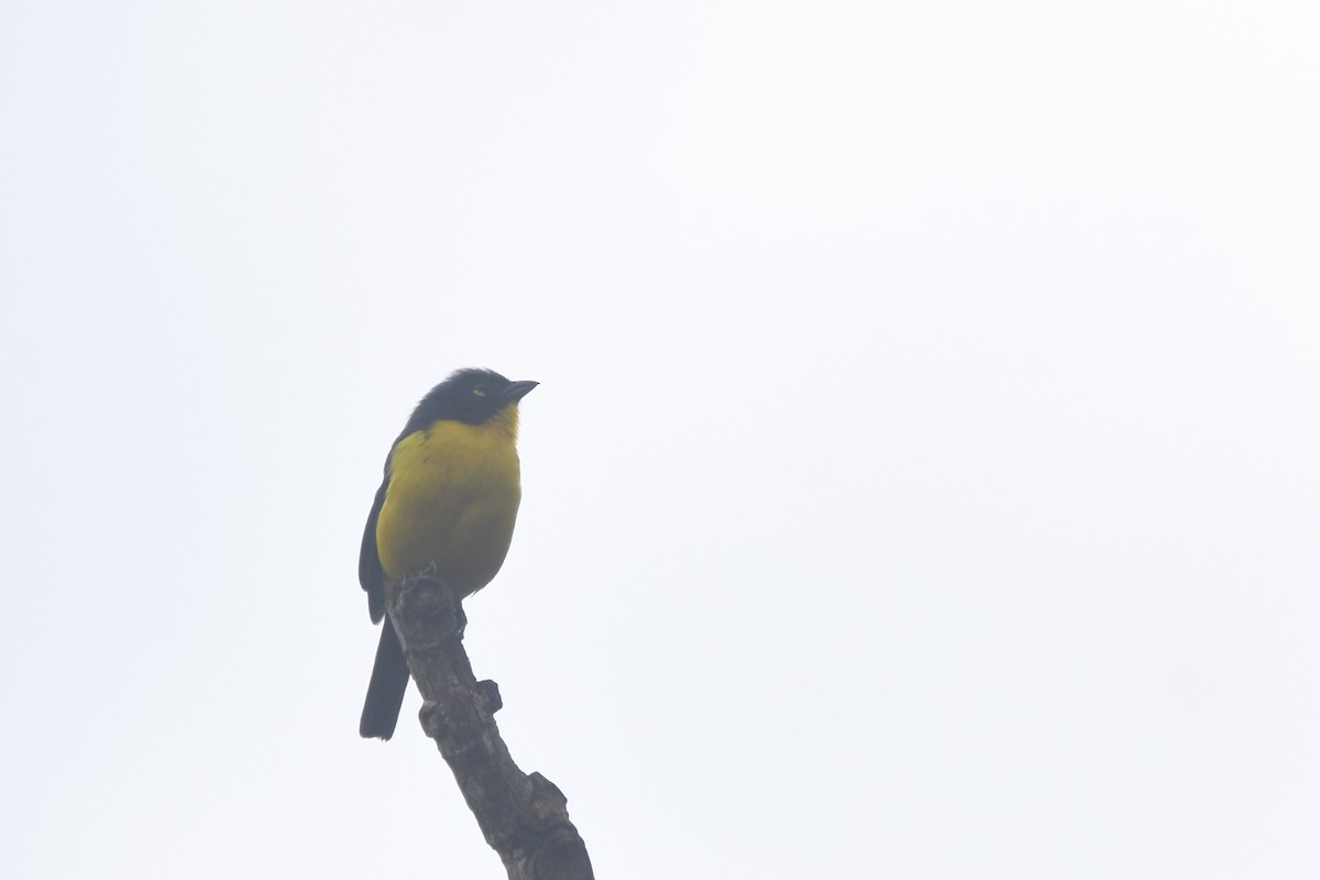 Black-cheeked Mountain Tanager - ML618506501