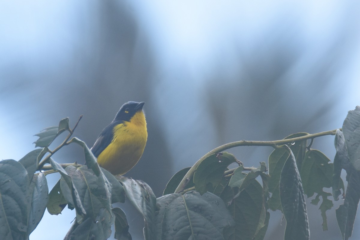 Black-cheeked Mountain Tanager - ML618506502