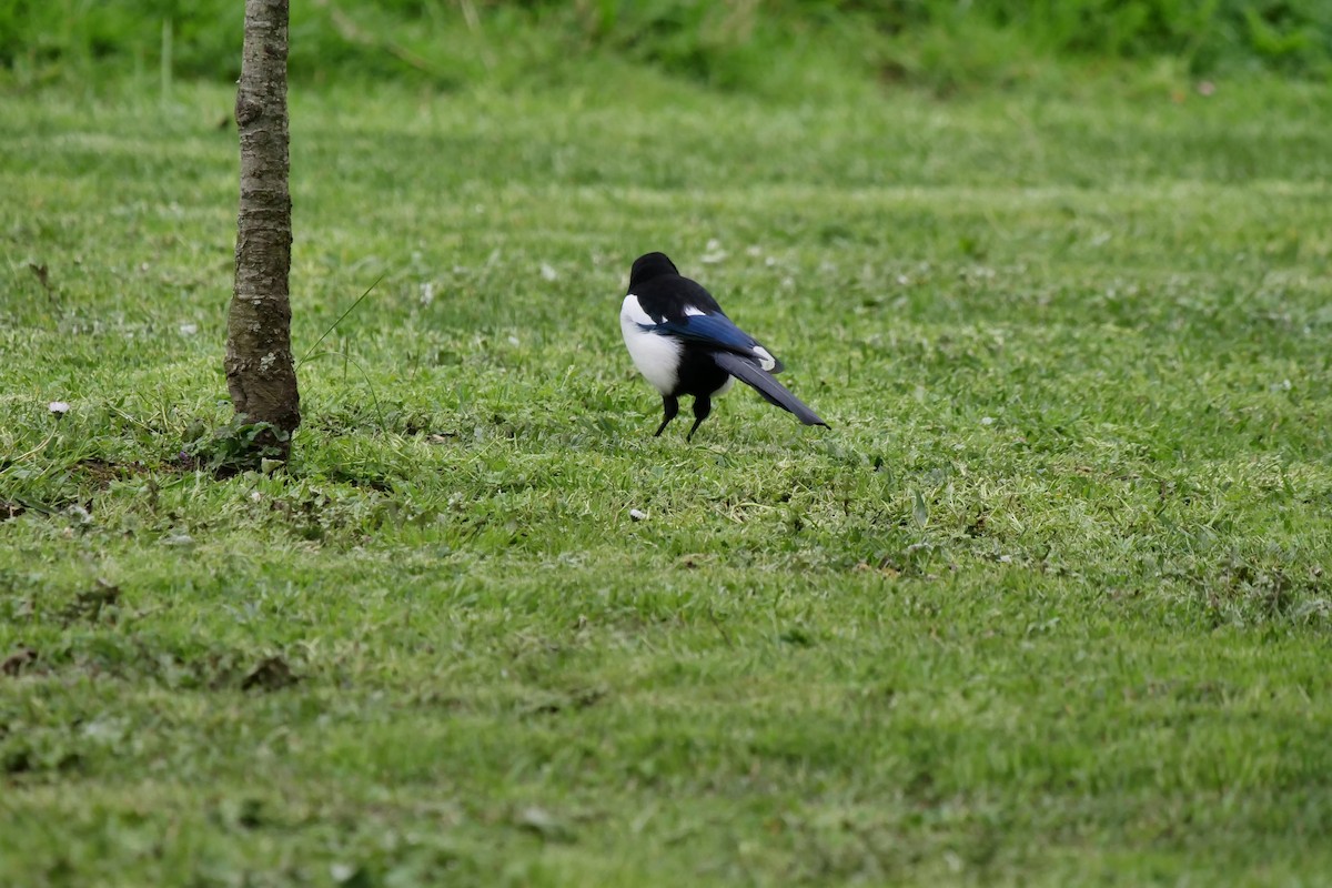 Eurasian Magpie - Teresa García