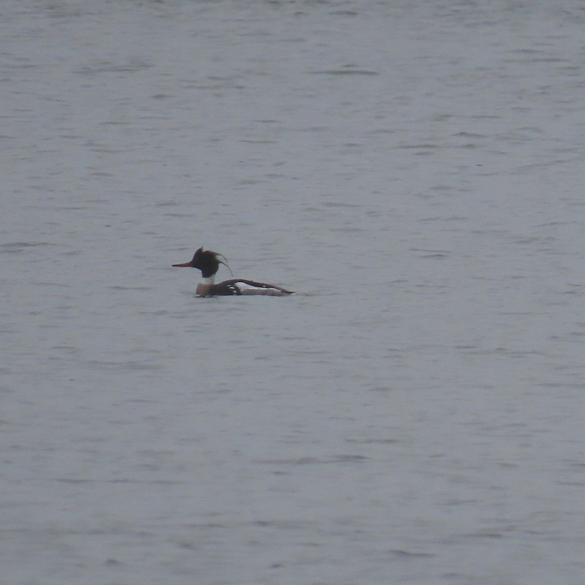 Red-breasted Merganser - Laurel Smith