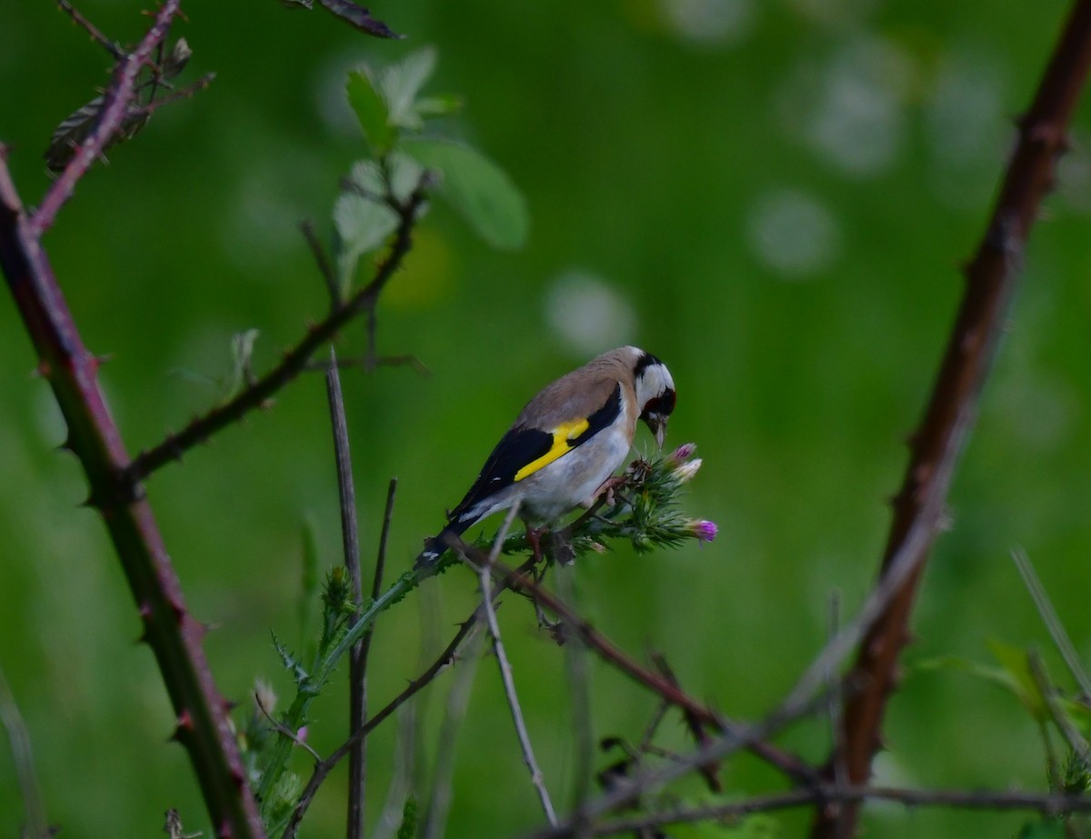 European Goldfinch - Onur Ekincioglu
