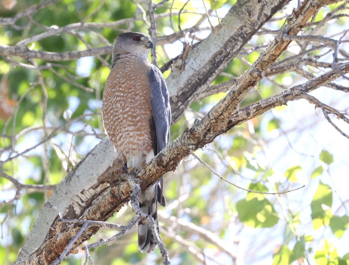 Cooper's Hawk - Andy Gee