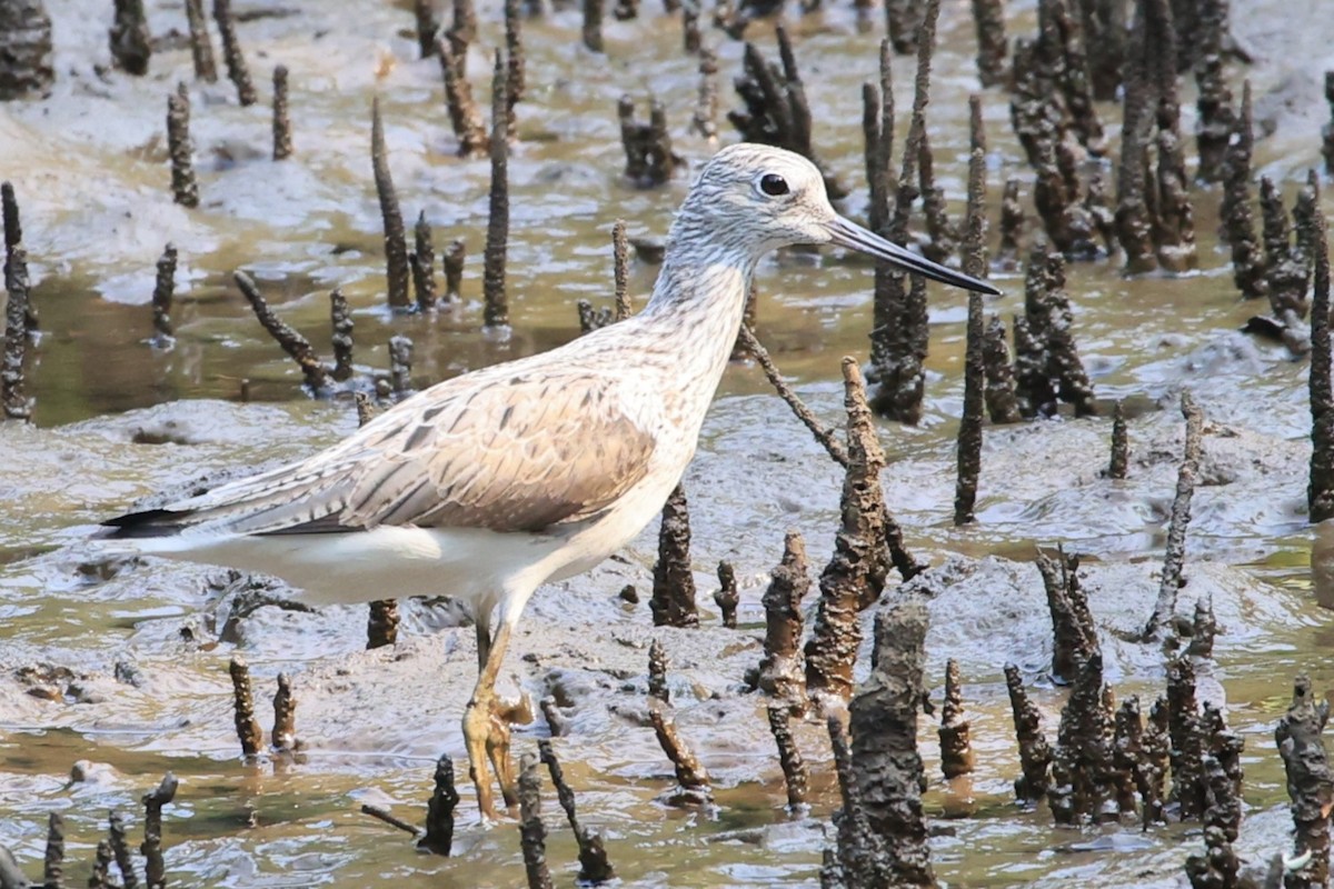 Common Greenshank - Gannu 03