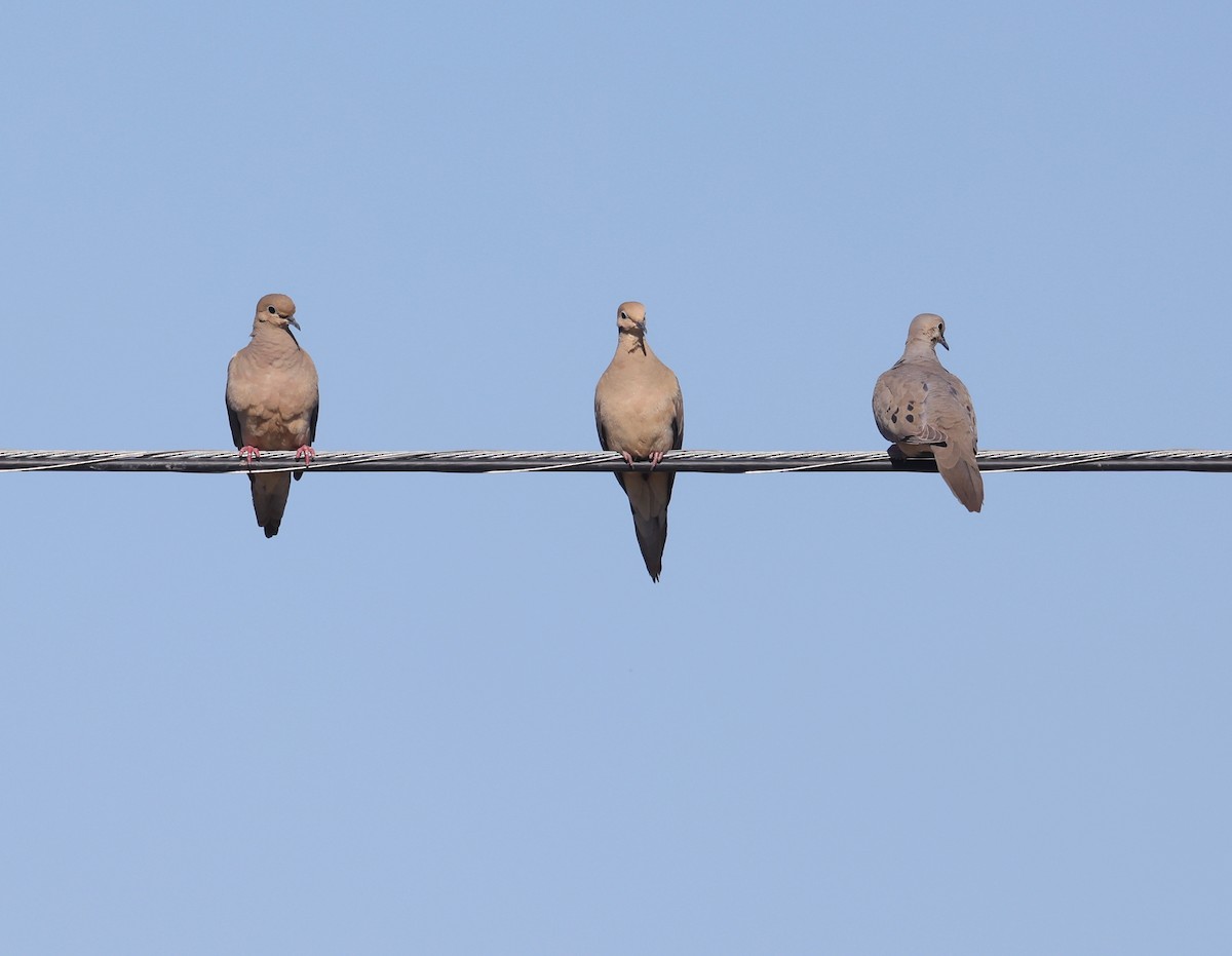 White-winged Dove - ML618506707