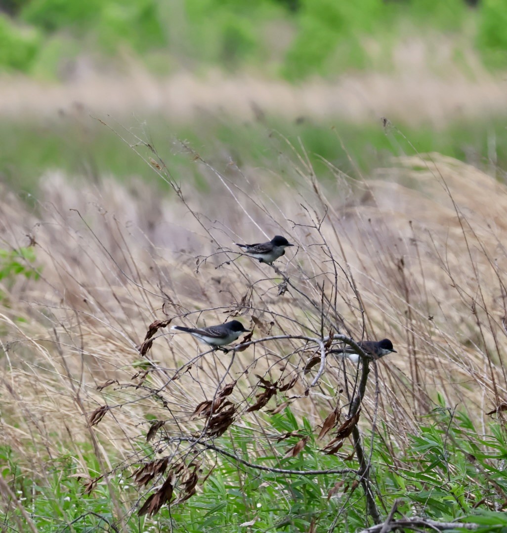 Eastern Kingbird - CNM LadybirDARs