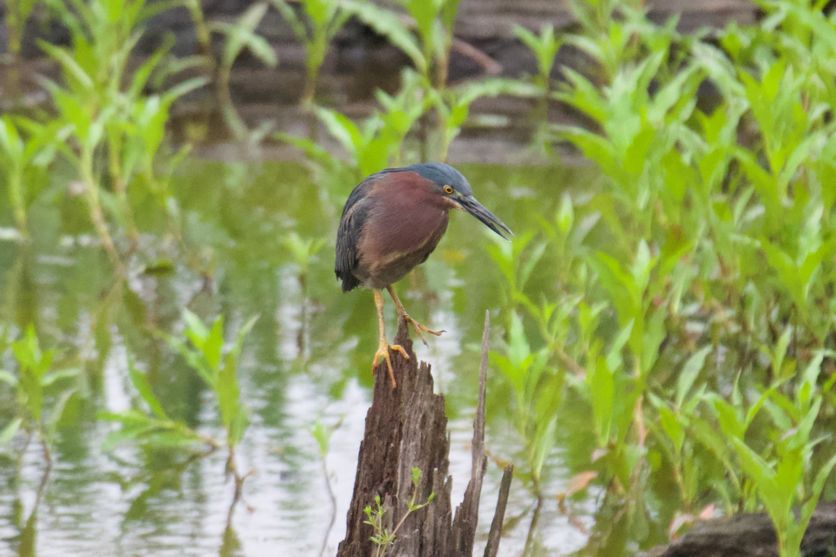 Green Heron - ML618506763