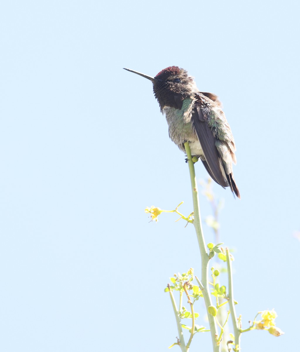 Anna's Hummingbird - Andy Gee