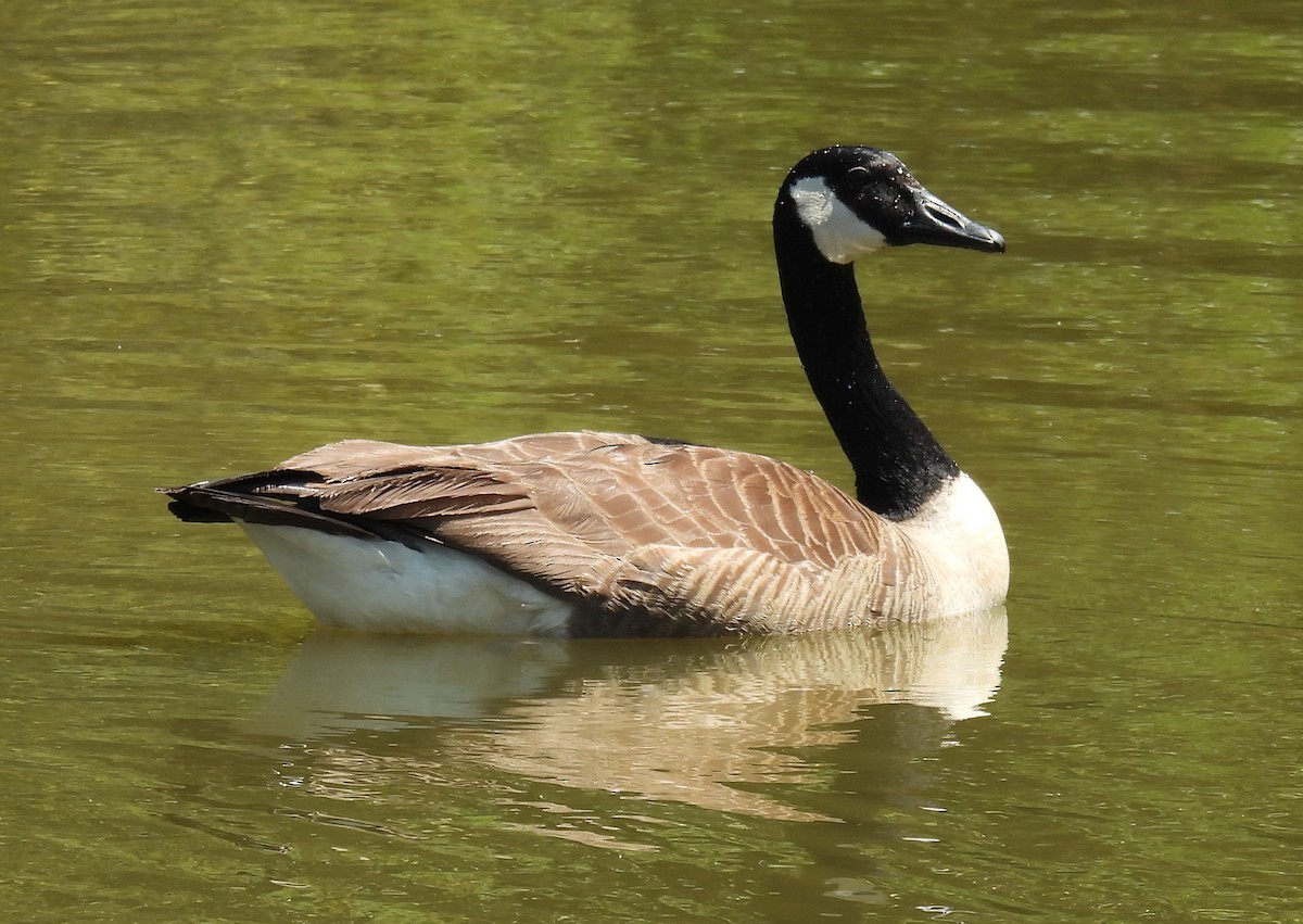 Canada Goose - ML618506793