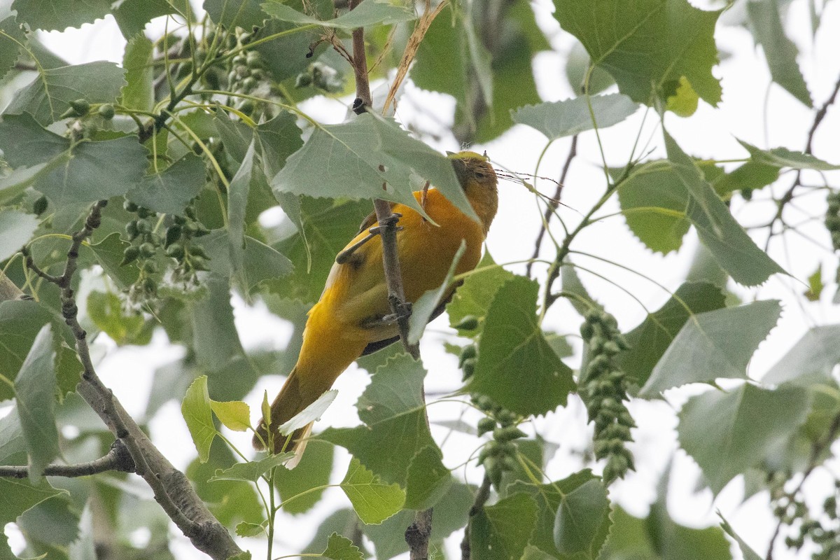 Baltimore Oriole - dan davis