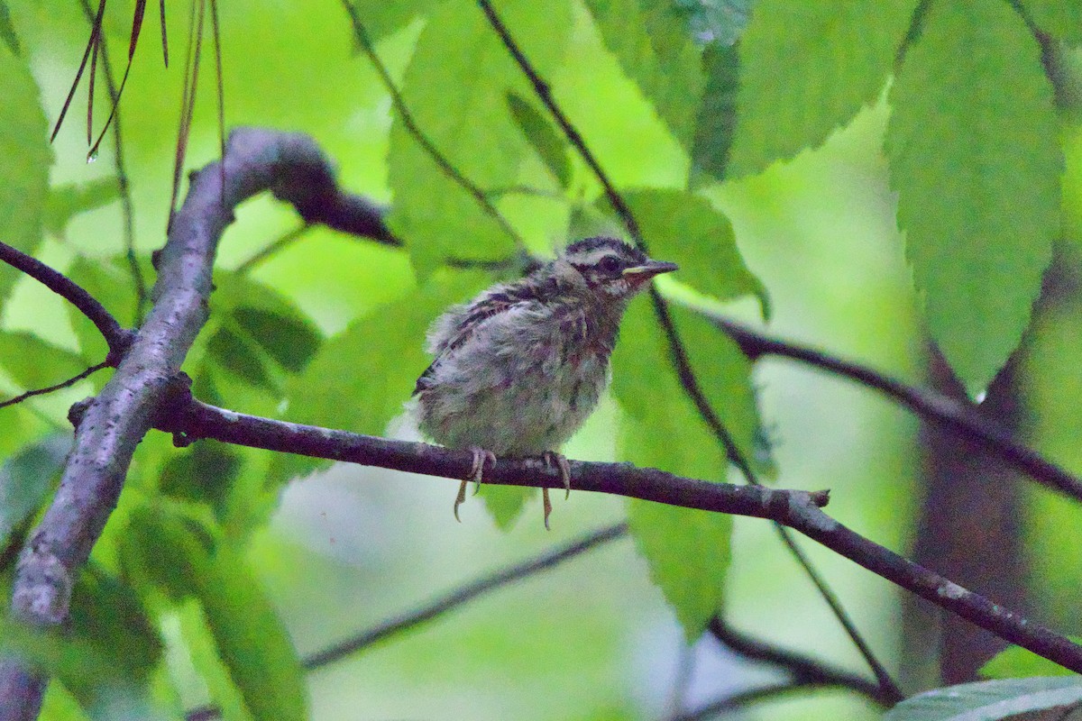 Black-and-white Warbler - ML618506798