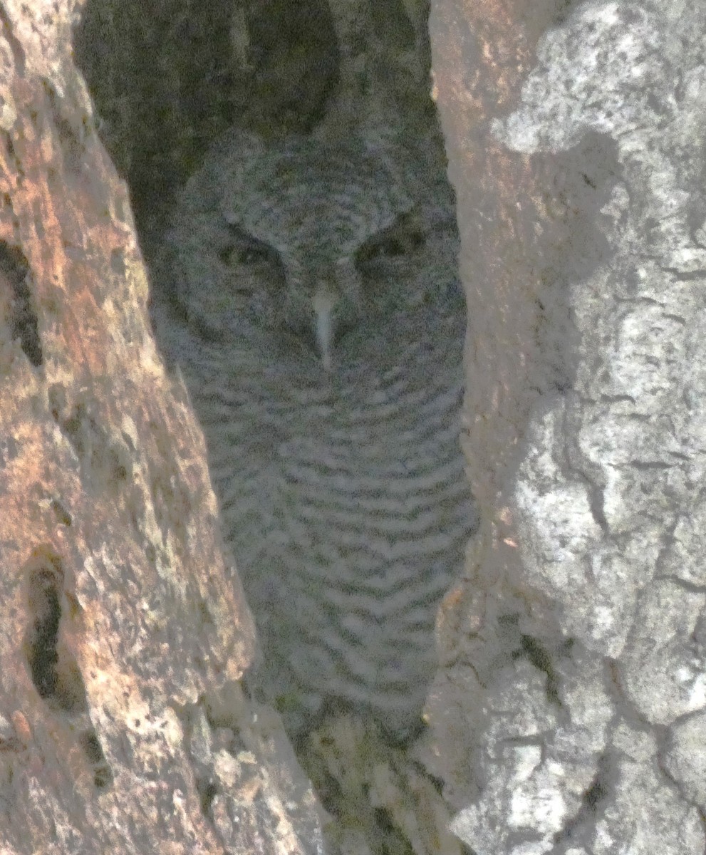 Western Screech-Owl - ML618506826