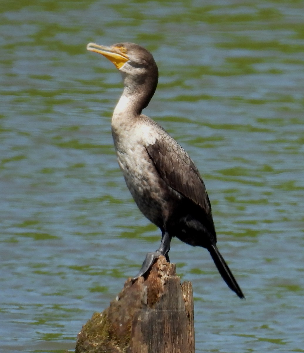 Double-crested Cormorant - ML618506837