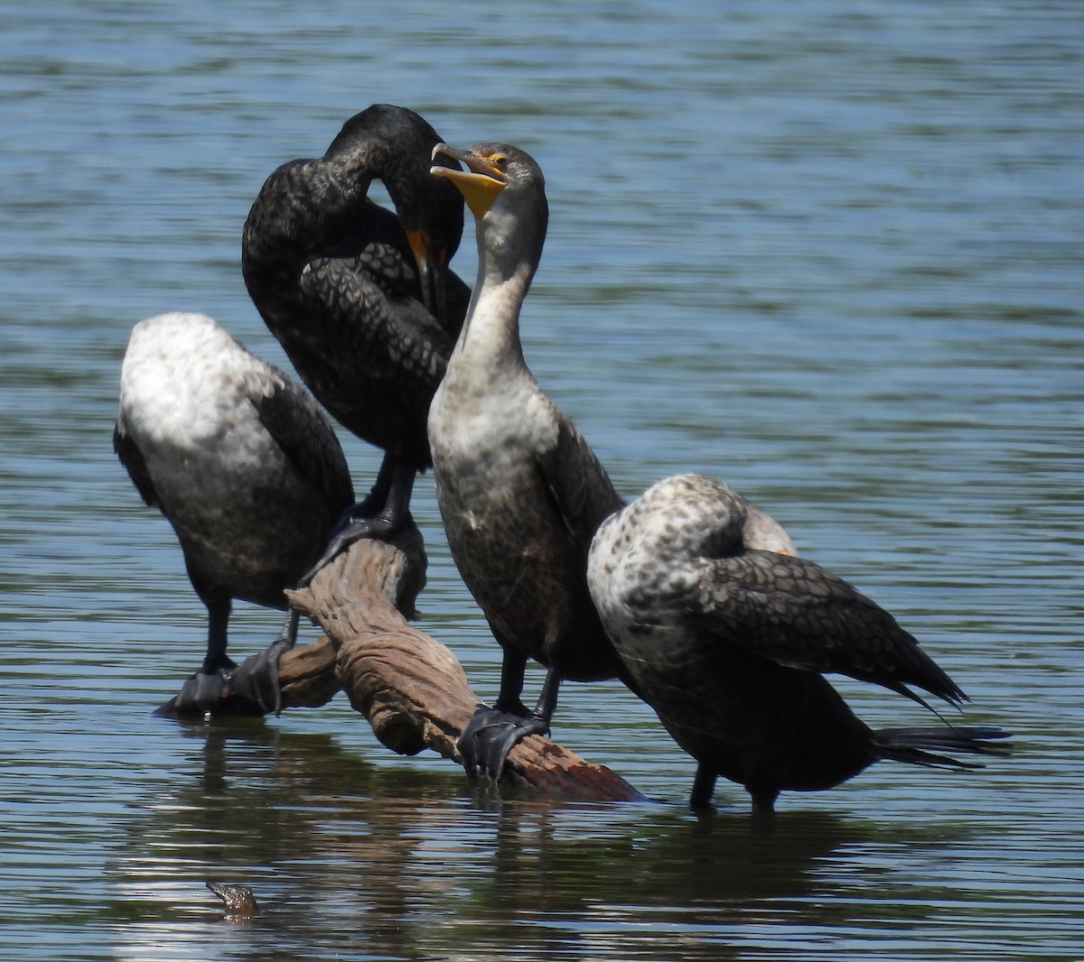 Double-crested Cormorant - ML618506838