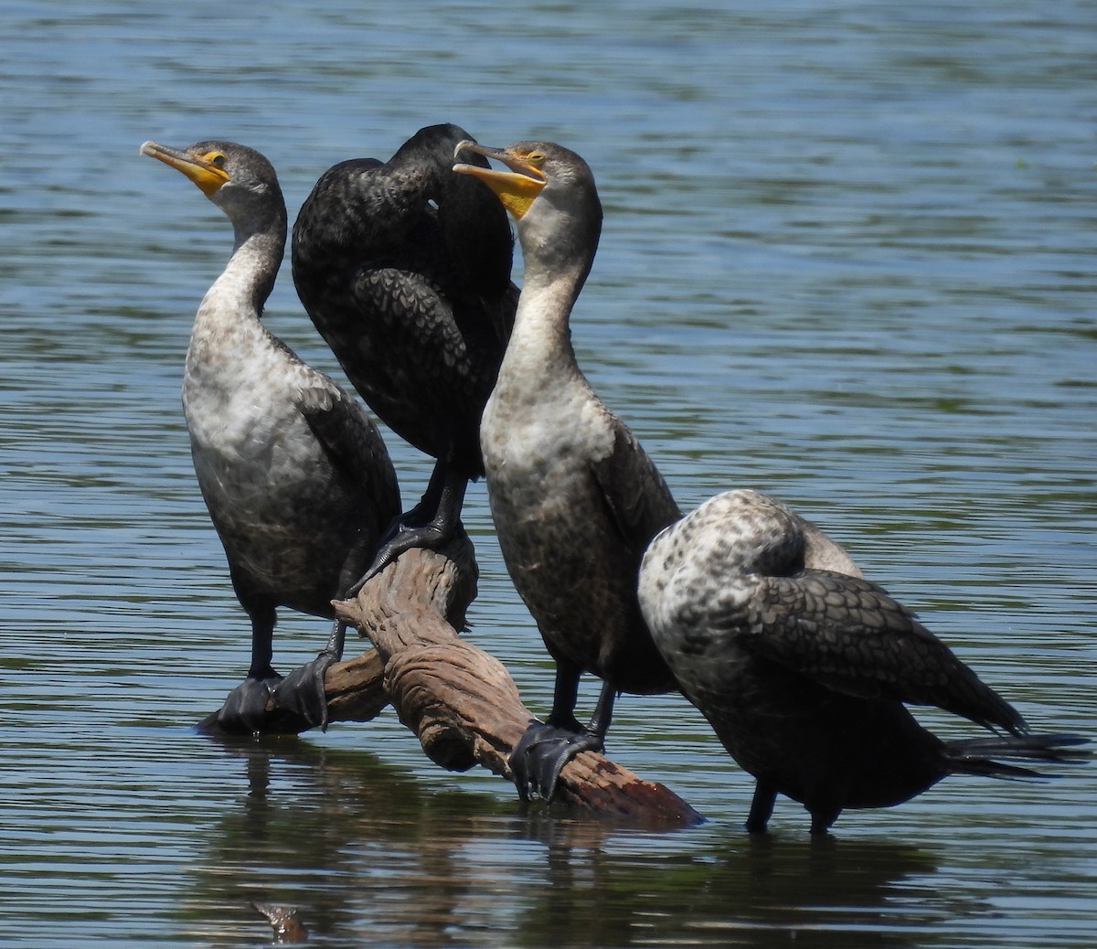 Double-crested Cormorant - ML618506839