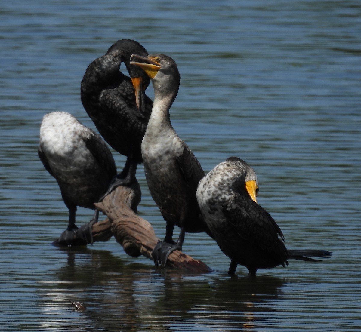 Double-crested Cormorant - ML618506840