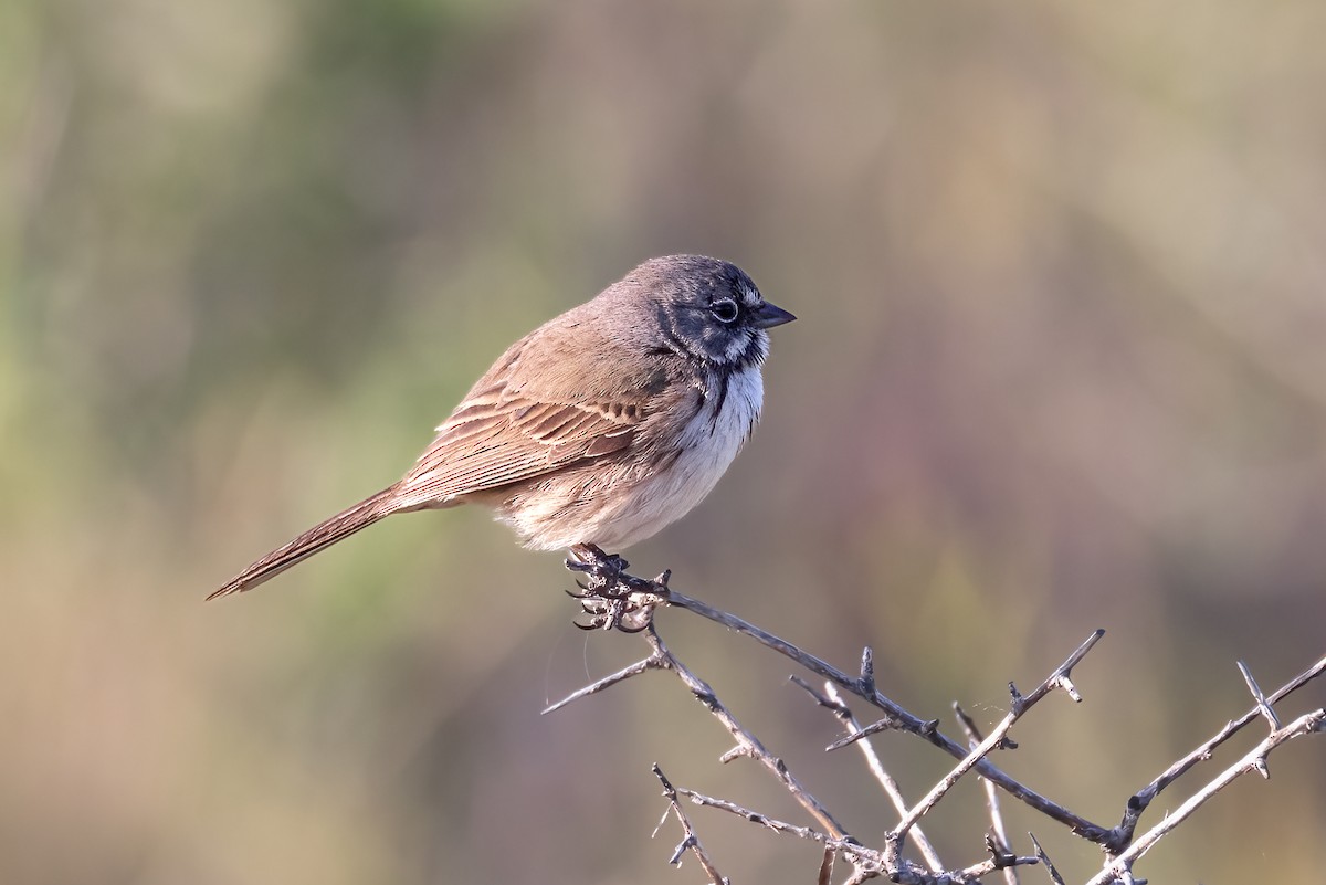 Bell's Sparrow - Mark Stephenson