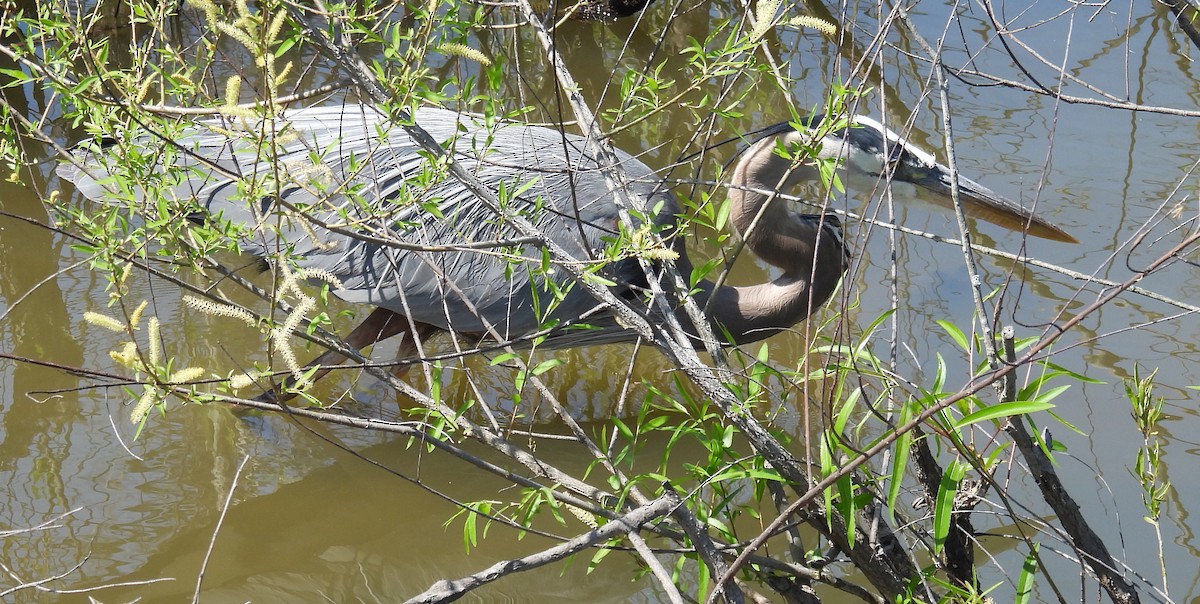 Great Blue Heron - ML618506906