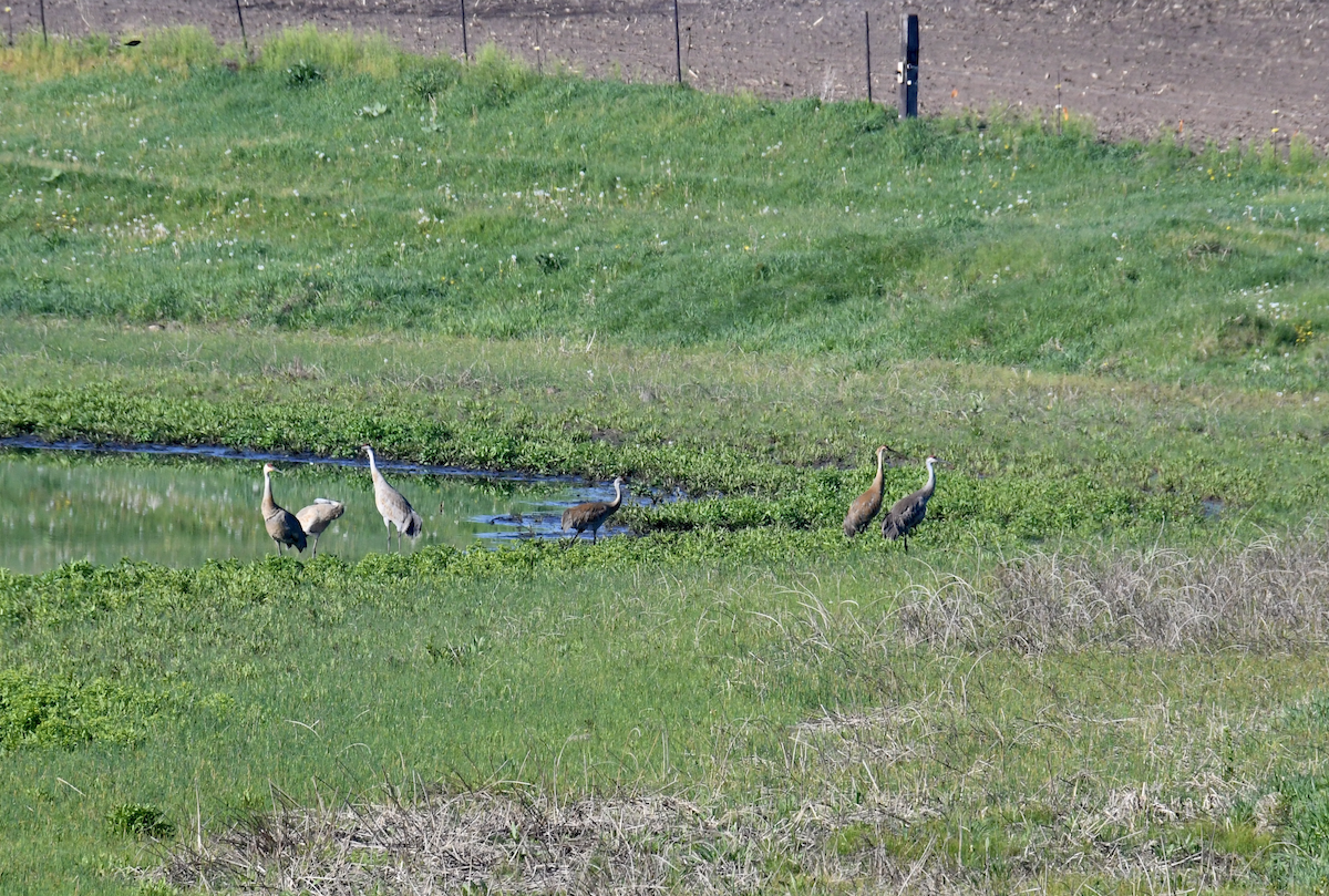 Sandhill Crane - ML618506936