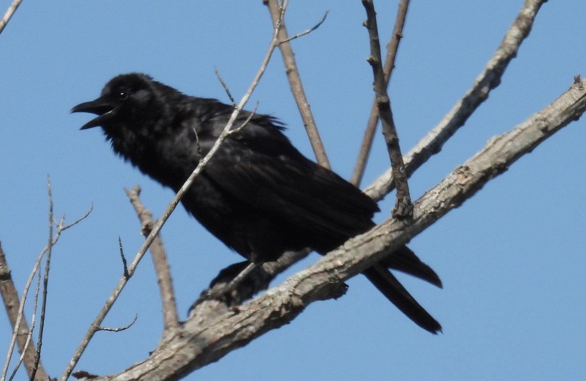 Fish Crow - ML618506942