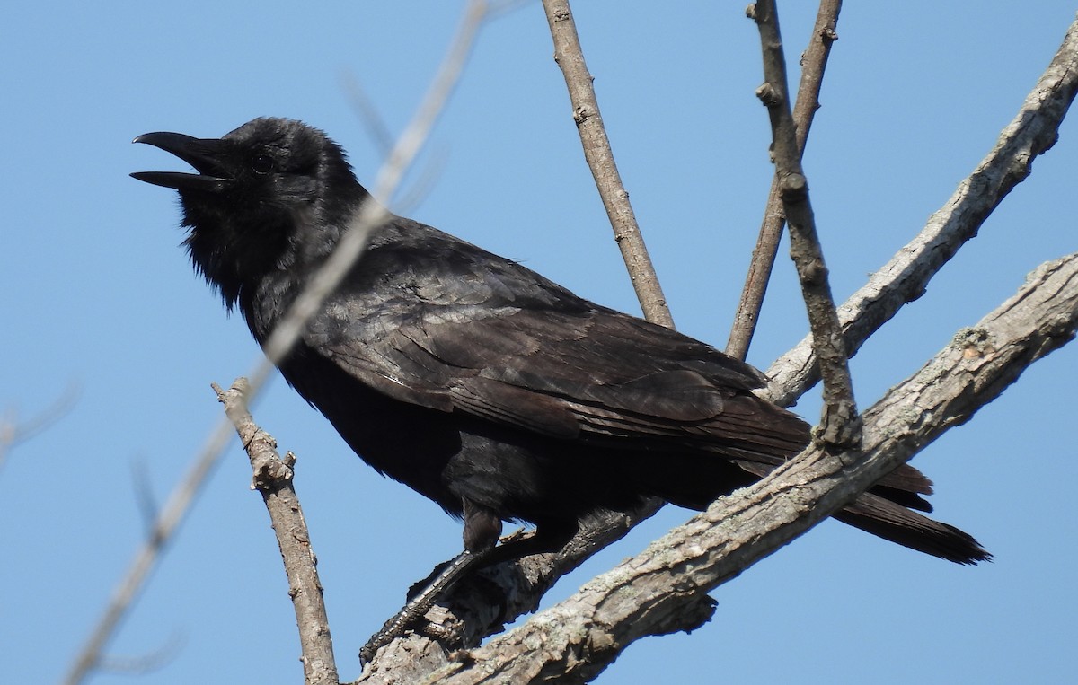 Fish Crow - ML618506943