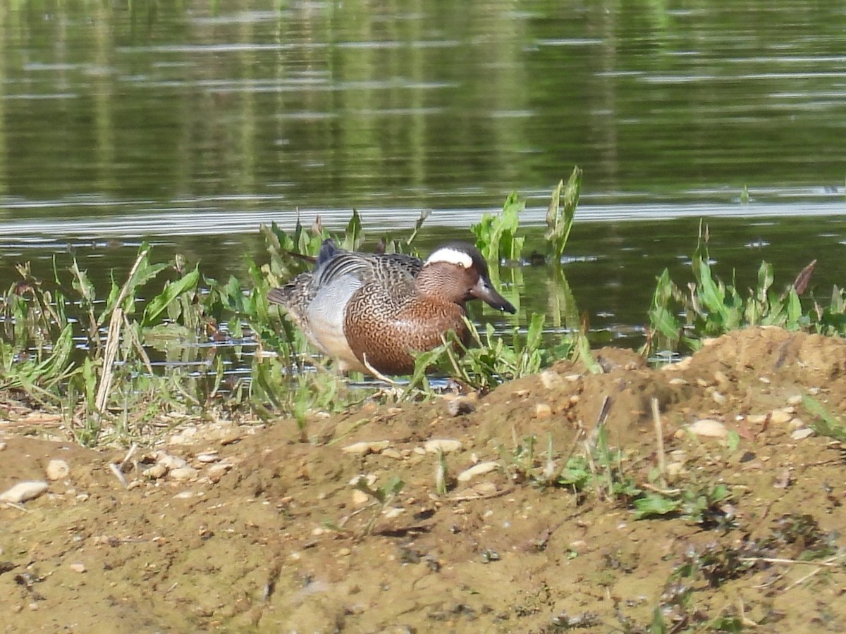 Garganey - Simon Bradfield